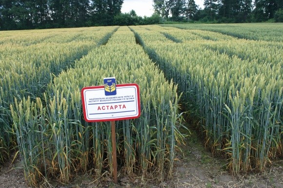 Київські пшениці – мирна зброя в руках агронома фото, ілюстрація
