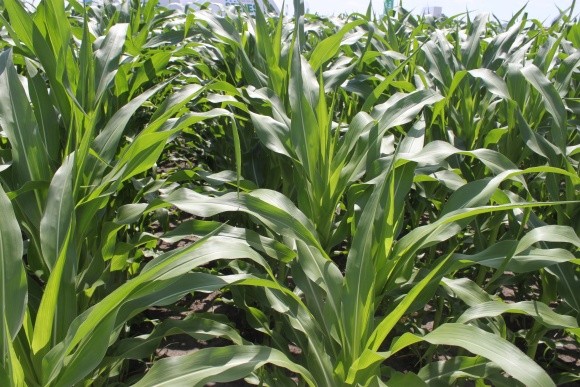 Вирощування кукурудзи в «ДП “Зернятко”»: дрібниці з великими перевагами фото, ілюстрація
