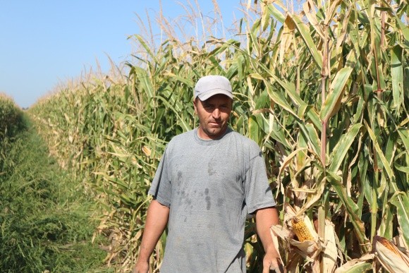 Елементи технології вирощування кукурудзи на Півдні України фото, ілюстрація