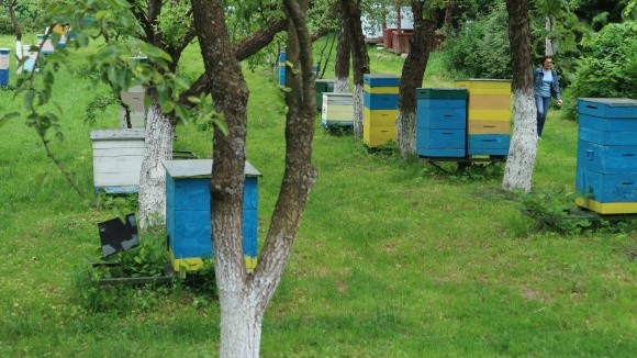 Вимирання бджіл, чому гинуть бджоли в Україні - Пропозиція фото, ілюстрація