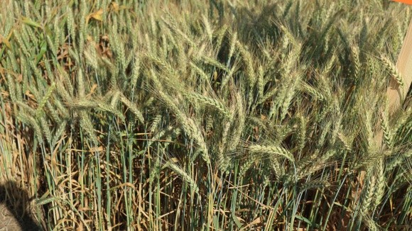 Протруювання насіння озимої пшениці перед посівом фото, ілюстрація