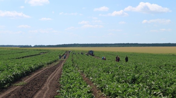 Особливості вирощування овочів в Черкаській області фото, ілюстрація