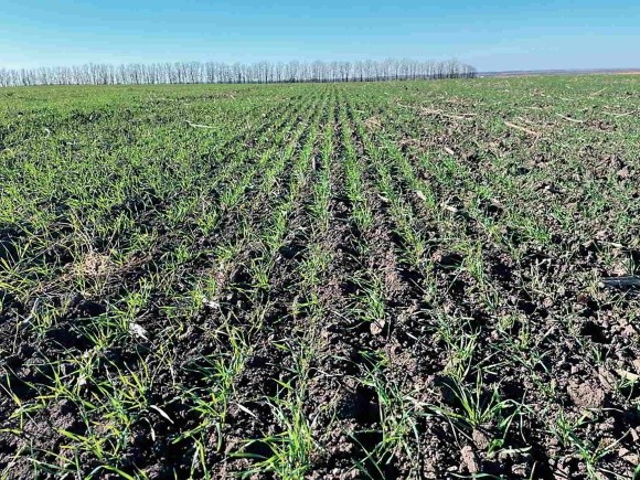 Вплив азотного підживлення на врожайність пшениці озимої після соняшника фото, ілюстрація