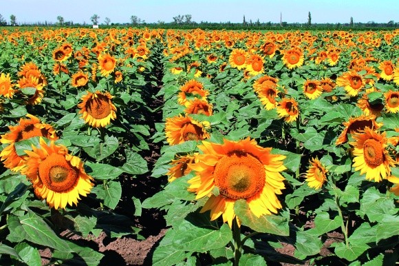 Технологія вирощування соняшнику при мінімальній основного обробітку на Півдні України фото, ілюстрація