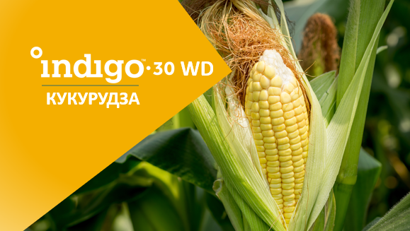 Мікробіологічна обробка насіння Indigo 30: рентабельна інвестиція 4:1 фото, ілюстрація