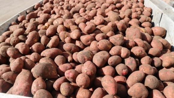 Будні чернігівських картоплярів: досвід вирощування картоплі в СТОВ Десна фото, ілюстрація