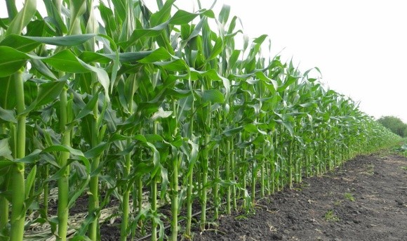 Удобрення кукурудзи: досвід штату з ТОП-3 за валовим збором фото, ілюстрація