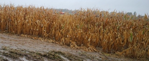 Неврожай кукурудзи: в чому помилялися агрономи? фото, ілюстрація