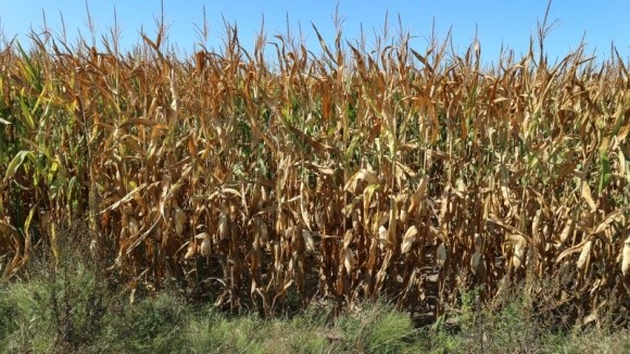 Вироблення оптимальної технології вирощування кукурудзи на Поліссі фото, ілюстрація
