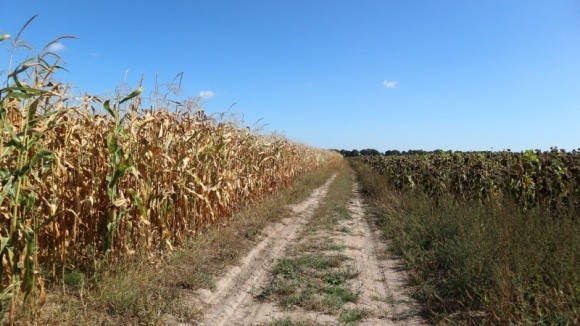 Кукурудза і соняшник прописались на Поліссі фото, ілюстрація
