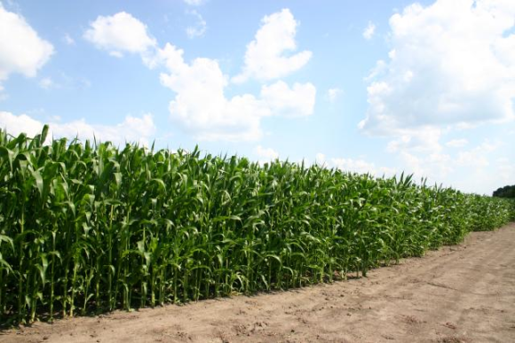 Здоров’я кукурудзи:  ймовірна загроза вирощеному врожаю фото, ілюстрація