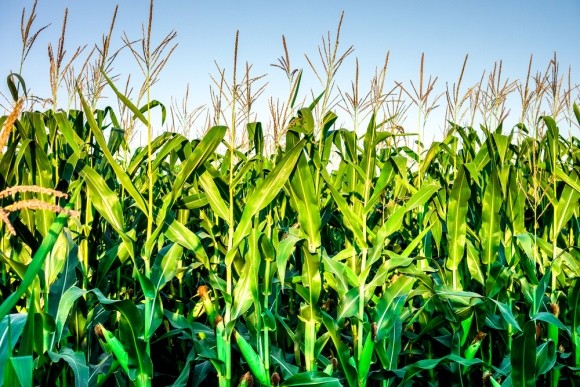 Живлення кукурудзи вимагає високого рівня заходів фото, ілюстрація