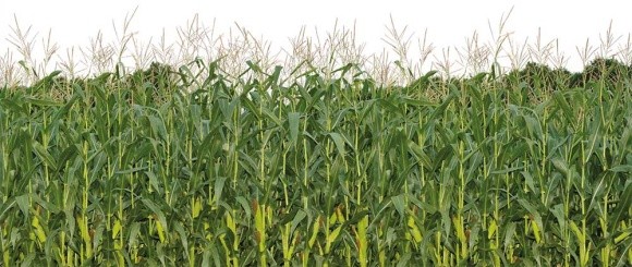 Вплив гідротермічних змін клімату та способу основного обробітку на продуктивність кукурудзи на зерно фото, ілюстрація