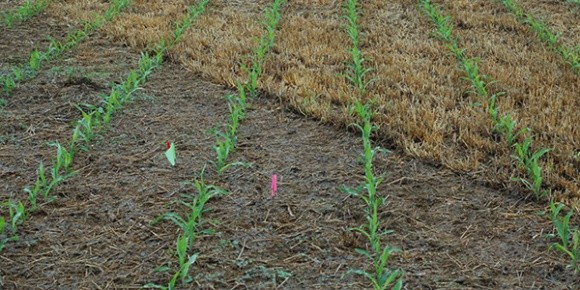 Особливості захисту посівів кукурудзи від однодольних бур’янів фото, ілюстрація