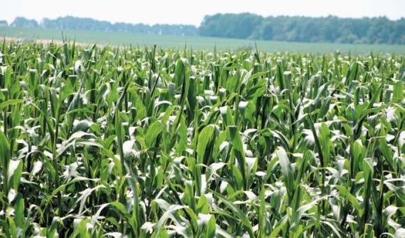 Особливості росту кукурудзи в літній період  фото, ілюстрація