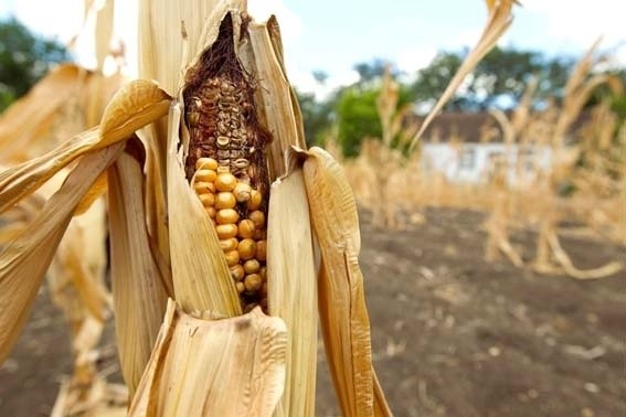 Вплив гідротермічних змін клімату та способу основного обробітку на продуктивність кукурудзи на зерно фото, ілюстрація