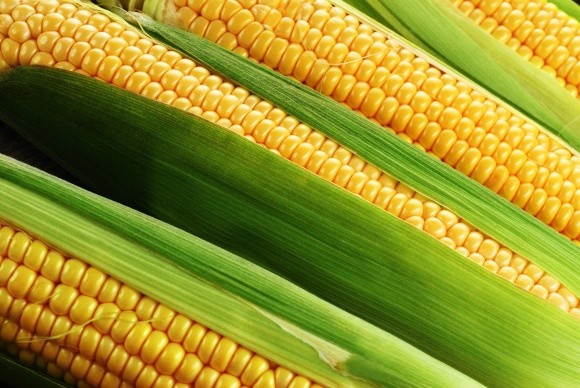 Причини невиповненості насіння кукурудзи фото, ілюстрація