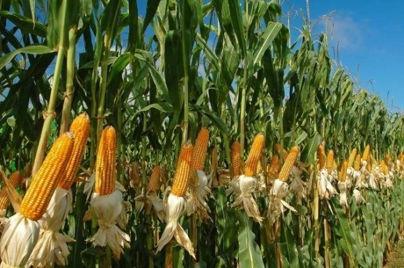 Строки сівби та продуктивність кукурудзи фото, ілюстрація