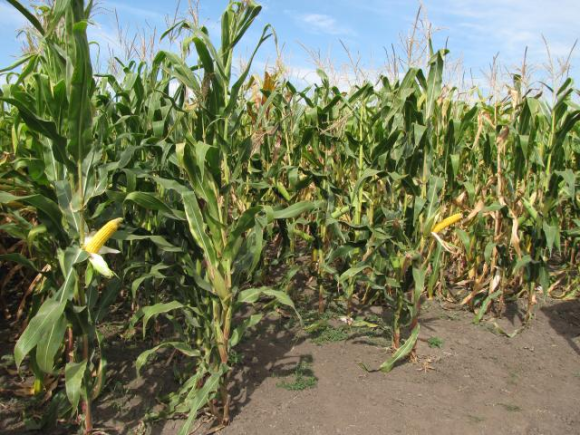 Карантинні шкідливі організми кукурудзи в Україні фото, ілюстрація