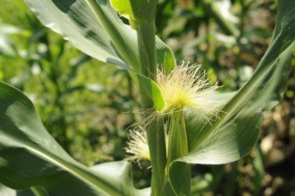 Як побудувати ефективну систему удобрення кукурудзи? фото, ілюстрація