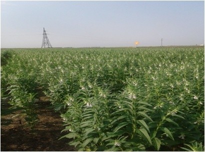 Особливості вирощування кунжуту в умовах Півдня України фото, ілюстрація