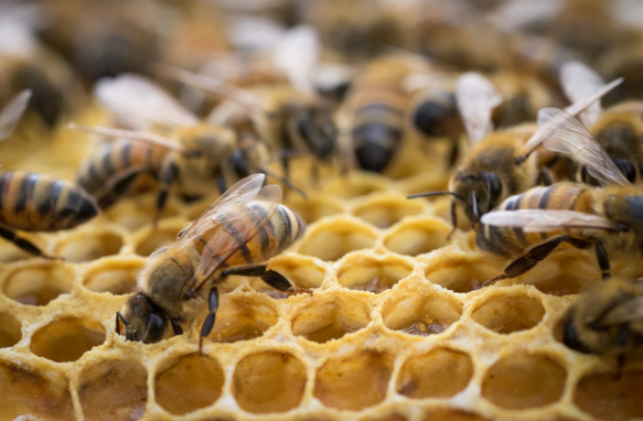 Ринок меду в Україні:  поточна кон’юнктура і прогноз фото, ілюстрація