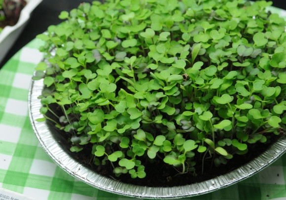 Мікрозелень — новий напрямок овочівництва фото, ілюстрація