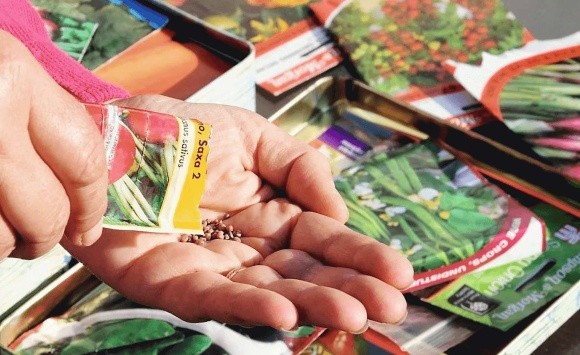 Секрети пакетованого насіння: як не купити «пустушку» в красивій упаковці фото, ілюстрація