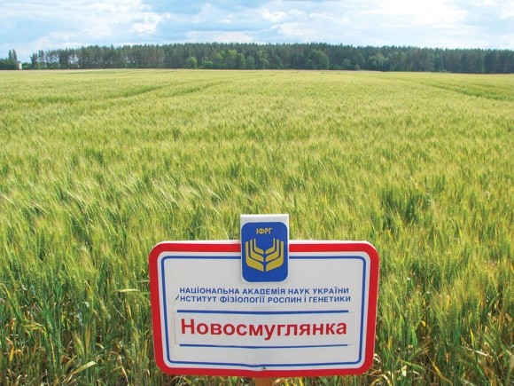 Київські пшениці завойовують серця аграріїв! фото, иллюстрация