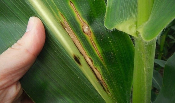 Диплодіоз кукурудзи (суха гниль) — одне з найзагадковіших захворювань культури фото, ілюстрація
