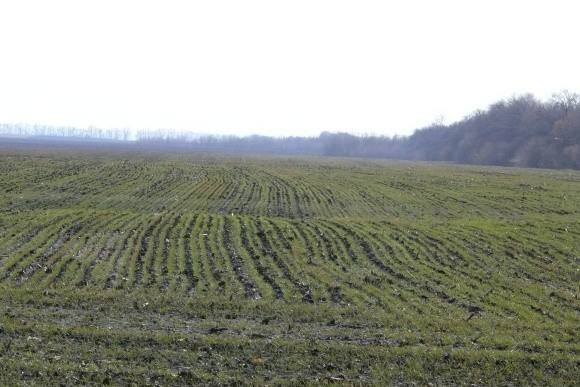 Фактори впливу на виробництво озимої пшениці в Україні фото, ілюстрація