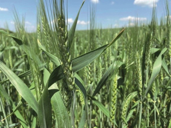 Особливості вирощування пшениці озимої зарубіжної селекції в умовах Північного Степу  фото, ілюстрація