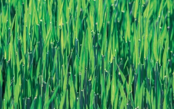 Піренофороз — загроза посівам пшениці фото, ілюстрація