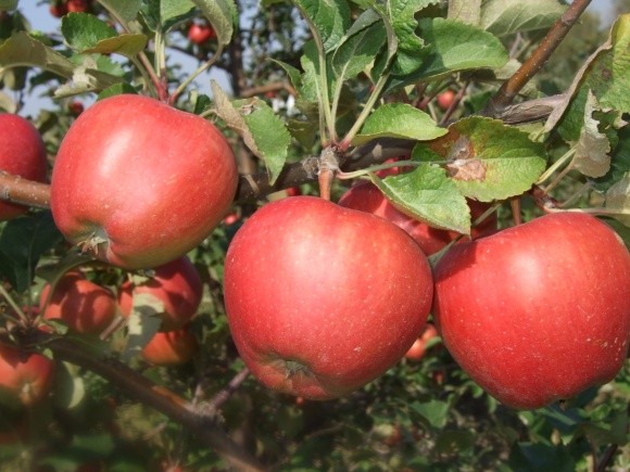 Основи підживлення інтенсивних насаджень яблуні та інших зерняткових культур фото, ілюстрація