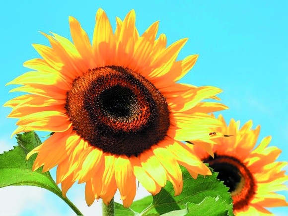 Удо­б­рен­ня со­няш­ни­ку: су­час­но та ефек­тив­но фото, ілюстрація