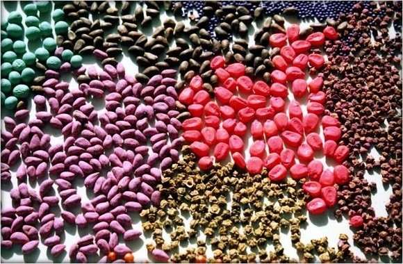Протруювачі насіння  зернових культур фото, ілюстрація