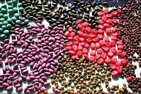 Протруйники насіння як початковий етап формування врожаю зернових фото, ілюстрація