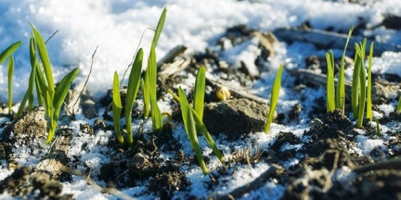 Причини зрідження посівів пшениці в зимовий період фото, ілюстрація