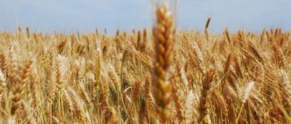 Особливості вирощування пшениці за «ноу-тілл» фото, ілюстрація