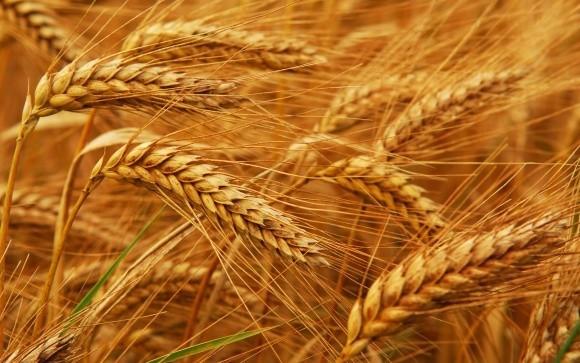 Патологія насіння  озимої пшениці  фото, ілюстрація