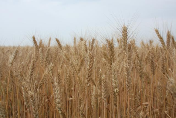 Стратегія вирощування і використання української пшениці в ринкових умовах фото, ілюстрація