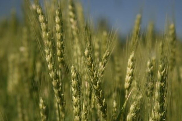 Яровую и озимую пшеницу нужно сбалансировать в посевах фото, иллюстрация