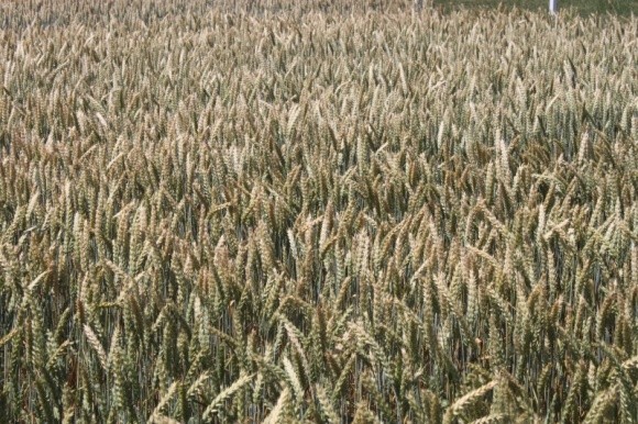 Урожайность сортов озимой пшеницы отечественной селекции в условиях северо-восточной Лесостепи Украины фото, иллюстрация