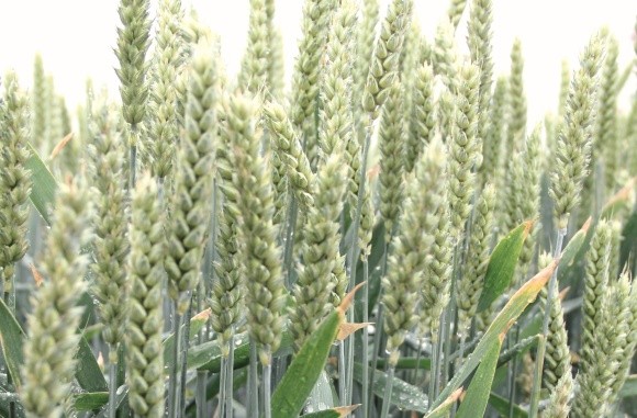Як по­во­диться пше­ни­ця у сівозміні? фото, ілюстрація