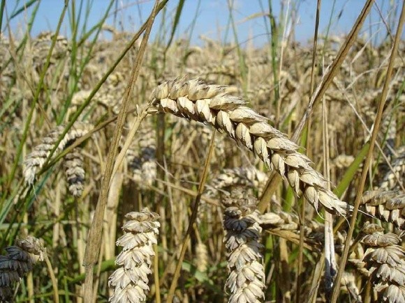 Яра пшениця - альтернатива озимій фото, ілюстрація