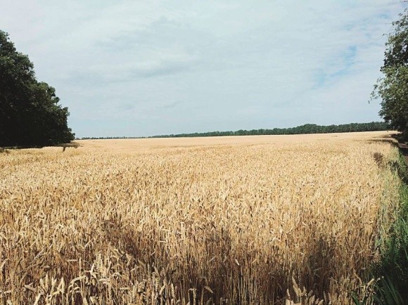 Сім основних критеріїв підбору сортів озимої пшениці фото, ілюстрація