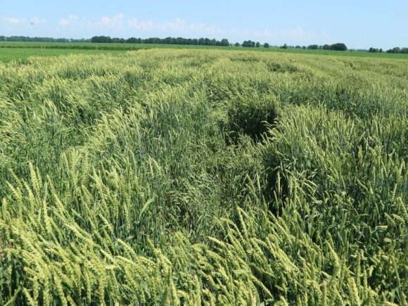 Небезпечні шкідники пшениці фото, иллюстрация