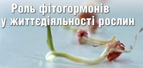 Роль фітогормонів у життєдіяльності рослин фото, ілюстрація