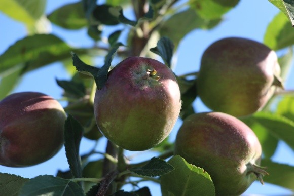 Переробка яблук: можливі варіанти фото, ілюстрація