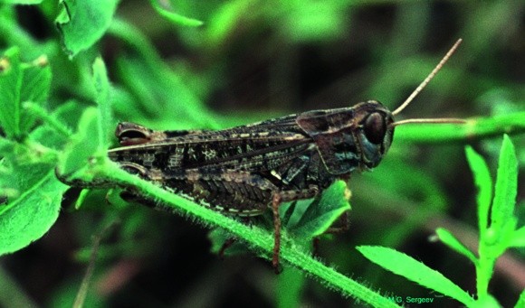Саранові комахи - крилата небезпеку під контролем фото, ілюстрація
